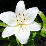 Ľalia ázijská (Lilium asiatic) ´CANOVA´ - 1 cibuľka v kvetináči, kont. C2L (biela)